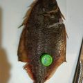 もものはちみつ's cooksnap of when they made こんなに簡単だったの？！カレイの下処理.