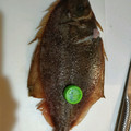 もものはちみつ's cooksnap of when they made こんなに簡単だったの？！カレイの下処理.