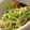 MULA's cooksnap of when they made 水菜とパスタのマヨサラダ.