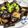 モモエッコ's cooksnap of when they made 石川の郷土料理！茄子のオランダ煮.