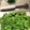 ☆mint's cooksnap of when they made ヨモギのアク抜き.