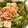 ゆずこゆず's cooksnap of when they made アイスプラントのおかかマヨ和え♪.