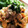 ちゃこ38914's cooksnap of when they made 簡単◎豚こま卵.