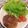 みちばたの花's cooksnap of when they made タケノコころころハンバーグ.