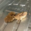 ハルぶらんど's cooksnap of when they made くるみをカリッと！オーブントースターで♪.