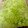 MULA's cooksnap of when they made 小松菜の茎冷凍保存.