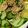 MULA's cooksnap of when they made 豆腐ときゅうりのゴマポンあえ.