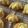 鬼ヨメコ's cooksnap of when they made シンプルサクサクの絞り出しクッキー.