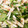 Tocchan128's cooksnap of when they made 大根と水菜のおかか炒め.