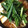 クック2H9MD0☆'s cooksnap of when they made スープの素いらず！簡単キムチ鍋.