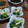 ひっこ's cooksnap of when they made のびるとワカメの辛子味噌和え.