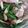ひっこ's cooksnap of when they made 菜の花＊しめじ＊ベーコンの柚子胡椒炒め.