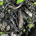 くろくま☆'s cooksnap of when they made 真っ黒 本格！だけど簡単！イカスミパスタ.