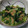 ☆ひぃひぃ☆'s cooksnap of when they made 小松菜と油揚げの煮びたし.
