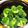 miko23kr's cooksnap of when they made ⅲSTAUBでブロッコリーを茹でる。.