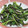 QPはにー's cooksnap of when they made もみじがさ＊塩昆布和え.