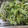 釣りバカ52's cooksnap of when they made たらの芽・こしあぶらの下処理方法.