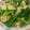 しーさつまま's cooksnap of when they made 簡単！筍とほうれん草のペペロンチーノ風.