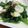ＴＯＭＯＷＡＴ's cooksnap of when they made 簡単でうまっ！空芯菜と帆立の炒め物.