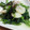 ＴＯＭＯＷＡＴ's cooksnap of when they made 簡単でうまっ！空芯菜と帆立の炒め物.