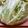 horseland's cooksnap of when they made キャベツの下ごしらえ（保存）.