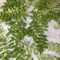 Pugまこちゃん's cooksnap of when they made 山椒の葉★ドライ★香付け★木の芽.