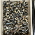 siroro56's cooksnap of when they made アサリの砂抜きと塩抜きと保存、解説付き.