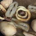 ちいちゃんｗ's cooksnap of when they made 麺つゆと冷凍里芋で簡単 イカと里芋の煮物.