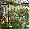 toshio39's cooksnap of when they made 春の楽しみ☆ウド使い切り☆葉の天ぷら.