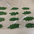 mayofriend's cooksnap of when they made 永久保存版「木の芽・山椒の新芽」冷凍保存.