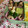 クック49L4Ho☆'s cooksnap of when they made きゅうりとちくわの梅おかか和え.