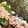ふぁんころ's cooksnap of when they made ラップで海苔巻き(ツナマヨ).
