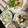 ぐりtoぐら's cooksnap of when they made あと一品！長芋の塩こんぶ和え.