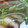 あゆたっくん's cooksnap of when they made 味わい深い、ごぼうと椎茸と水菜のスープ.