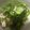 momotaroxx's cooksnap of when they made 切り昆布の♪シーチキンサラダ.
