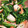 yossa43's cooksnap of when they made ちくわとほうれん草のめんつゆ炒め.