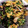 ぎゅうこ1129's cooksnap of when they made 豆苗ときくらげの卵炒め.