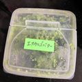 クックモック☆'s cooksnap of when they made エスカルゴバター.