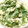 ☆8トマチー8☆'s cooksnap of when they made 行者にんにくとささみの胡麻味噌マヨ和え.