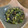 ともpongo's cooksnap of when they made ウドとマタタビの芽の油炒め甘辛煮.