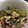 八朔's cooksnap of when they made ヒラタケと茄子のひき肉炒め.
