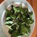 さと625's cooksnap of when they made 乾燥ローリエの作り方☆レンジで超簡単♥.