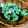 低カロ探検隊's cooksnap of when they made 菜の花とツナのオイスターソース炒め.