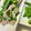 YU-ZEN's cooksnap of when they made 豚とニラのナンプラー炒め.