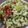 へそ曲がりクック's cooksnap of when they made レタスとトマトのチーズサラダ.