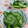 赤い電話's cooksnap of when they made きゅうりの浅漬け.