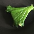葉月優希's cooksnap of when they made 6Pチーズの大葉巻き.
