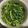 つくもぐ's cooksnap of when they made 旨っ！最高に美味しい春菊の胡麻和え♪.