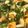 クックT568H1☆'s cooksnap of when they made 【野菜ソムリエ】たぬき畑菜.