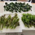kohamajima's cooksnap of when they made たらの芽・こしあぶらの下処理方法.